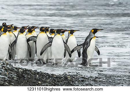 King penguins (Aptenodytes patagonicus)in Fortuna Bay; South Georgia, South Georgia and the South Sandwich Islands, United Kingdom View Large Photo Image Stock Photograph - King penguins (Aptenodytes patagonicus)in Fortuna Bay; South Georgia, South Georgia and the South Sandwich Islands, United Kingdom. Fotosearch