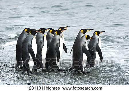 King penguins (Aptenodytes patagonicus)in Fortuna Bay; South Georgia, South Georgia and the South Sandwich Islands, United Kingdom View Large Photo Image Stock Photograph - King penguins (Aptenodytes patagonicus)in Fortuna Bay; South Georgia, South Georgia and the South Sandwich Islands, United Kingdom. Fotosearch
