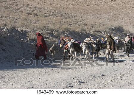 Stock Photo - Kuchi Nomad Family And Their Donkeys On The Kabul To Sarobi Road, Kabul Province, Afghanistan. Fotosearch