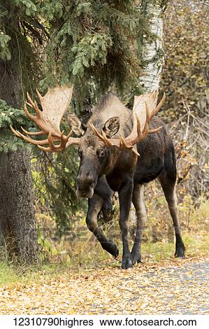 Stock Photograph - Large bull moose (alces alces) in West Anchorage area during rutting season; Anchorage, Alaska, United States of America. Fotosearch