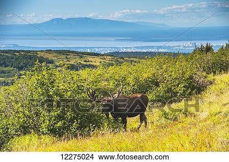 Picture - Large bull moose standing near Powerline Pass in the Chugach State Park with the Anchorage skyline in the Background, Southcentral Alaska, Autumn. Fotosearch