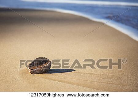 Stock Photograph - Large Cowry Shell On Beach; Maui, Hawaii, United States of America. Fotosearch