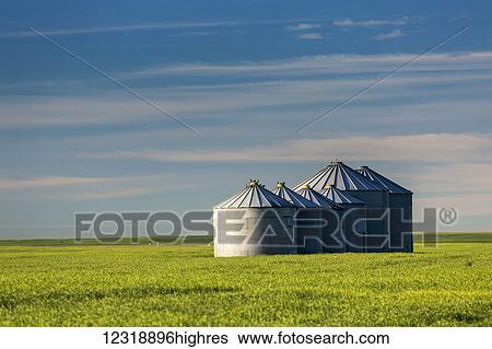 Large metal grain bins in a green wheat field with blue sky and clouds, East of Calgary; Alberta, Canada View Large Photo Image Stock Photograph - Large metal grain bins in a green wheat field with blue sky and clouds, East of Calgary; Alberta, Canada. Fotosearch