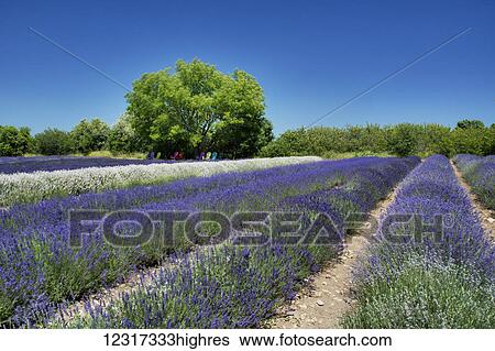 Stock Photograph - Lavender field; Ontario, Canada. Fotosearch