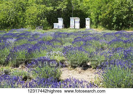 Lavender field; Ontario, Canada View Large Photo Image Stock Photograph - Lavender field; Ontario, Canada. Fotosearch
