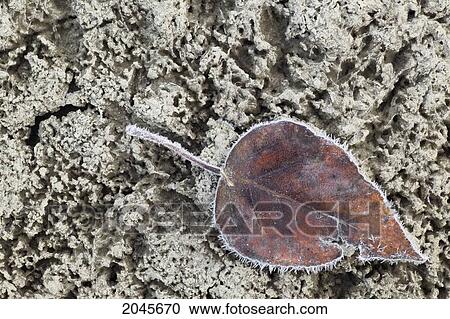 Leaf On Frozen Mud, Athabasca River, Jasper National Park, Alberta Canada. View Large Photo Image Stock Image - Leaf On Frozen Mud, Athabasca River, Jasper National Park, Alberta Canada.. Fotosearch