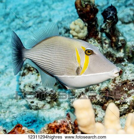 Lei Triggerfish (Sufflamen bursa) that was photgraphed while scuba diving off the Kona coast; Kona, Island of Hawaii, Hawaii, United States of America View Large Photo Image Stock Photograph - Lei Triggerfish (Sufflamen bursa) that was photgraphed while scuba diving off the Kona coast; Kona, Island of Hawaii, Hawaii, United States of America. Fotosearch