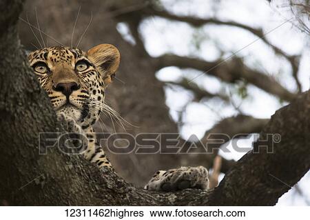Stock Photograph - Leopard (panthera pardus) lounging in a tree looking for it's next meal, Sabi Sand Game Reserve; South Africa. Fotosearch