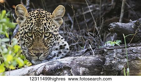 Stock Photograph - Leopard (panthera pardus), Sabi Sand Game Reserve; South Africa. Fotosearch
