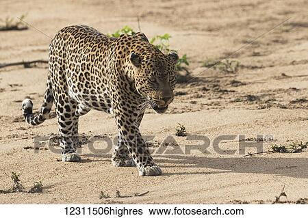 Stock Photograph - Leopard (panthera pardus), Sabi Sand Game Reserve; South Africa. Fotosearch