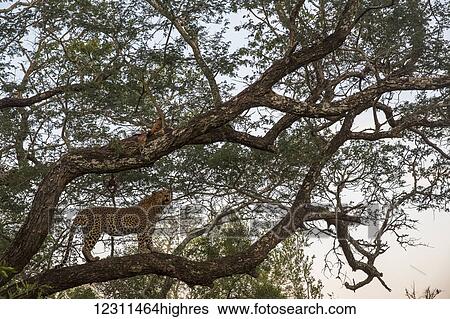 Stock Photograph - Leopard (Panthera pardus) standing in a tree, Sabi Sand Game Reserve; South Africa. Fotosearch
