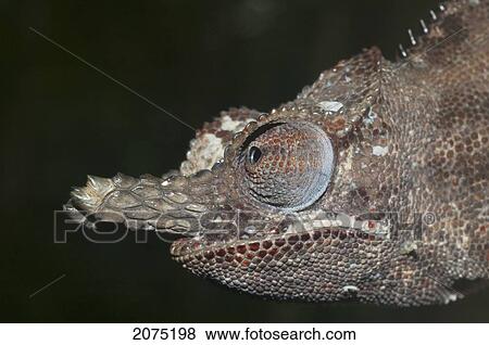 Stock Photo - Lesser Chameleon (Furcifer Minor), Marozevo, Toamasina Province, Madagascar. Fotosearch