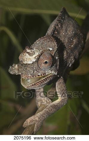 Stock Photograph - Lesser Chameleon (Furcifer Minor), Marozevo, Toamasina Province, Madagascar. Fotosearch