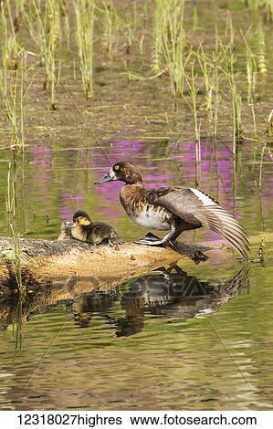 Stock Image - Lesser Scaup (Aythya affinis) hen with duckling sitting on a log in Tern Lake, Kenai Peninsula, South-central Alaska; Alaska, United States of America. Fotosearch - Search Stock Photography, Poster Photos, Pictures, and Photo Clip Art