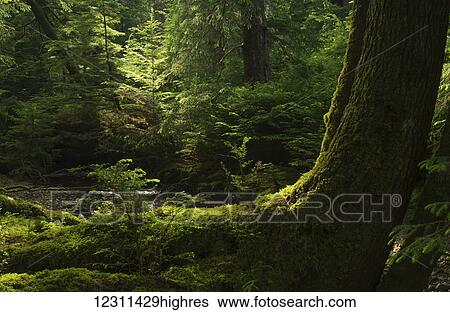 Light shines through the forests of Haida Gwaii; Haida Gwaii, British Columbia, Canada View Large Photo Image Stock Photograph - Light shines through the forests of Haida Gwaii; Haida Gwaii, British Columbia, Canada. Fotosearch