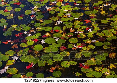 Stock Photograph - Lily pads and autumn coloured leaves in water; Waterloo, Quebec, Canada. Fotosearch