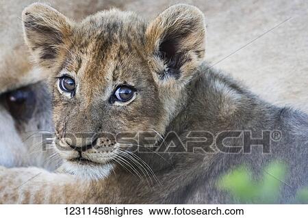 Stock Photograph - Lion cub (panthero leo), Sabi Sand area; South Africa. Fotosearch