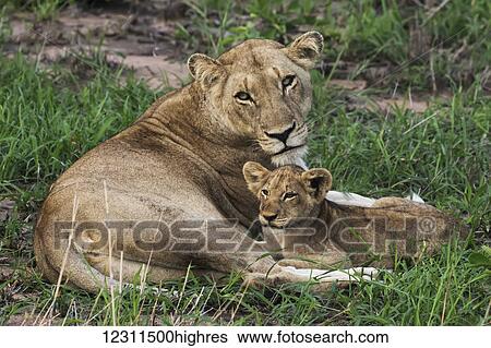 Stock Photograph - Lioness (Panthera leo) and her cub relaxing in the grass, Sabi Sand Game Reserve; South Africa. Fotosearch