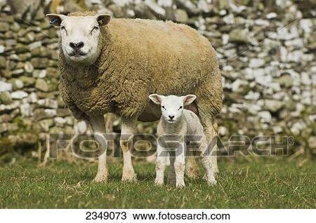Stock Image - Livestock - A Beltex ewe with her newborn lamb standing in front of a stone fence / Cumbria, England, United Kingdom.. Fotosearch