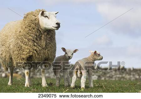 Stock Photography - Livestock - A Beltex ewe with her newborn lambs on a green pasture / Cumbria, England, United Kingdom.. Fotosearch