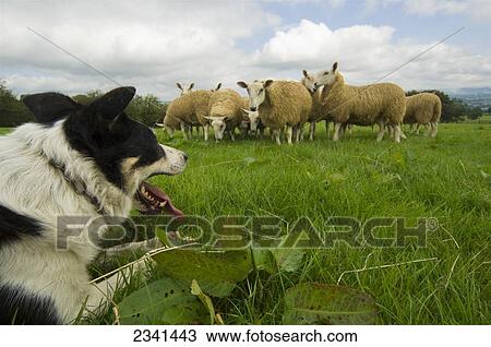 Livestock - A Border Collie sheepdog watches a flock of sheep grazing in a field. Border Collies are used extensively to move sheep / Wales, United Kingdom. View Large Photo Image Stock Image - Livestock - A Border Collie sheepdog watches a flock of sheep grazing in a field. Border Collies are used extensively to move sheep / Wales, United Kingdom.. Fotosearch