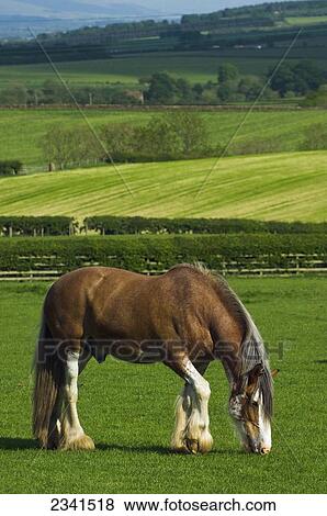 Stock Photo - Livestock - A Clydesdale gelding horse grazes on a green pasture with agricultural fields stretching into the distance / United Kingdom.. Fotosearch