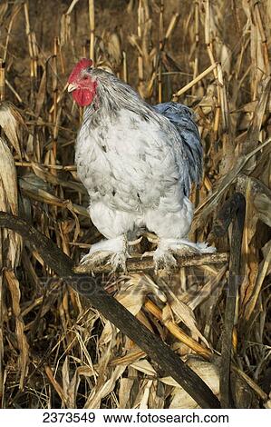 Livestock - A Cochin rooster on the handle of an antique wooden plow in a corn field / Iowa, USA. View Large Photo Image Stock Photo - Livestock - A Cochin rooster on the handle of an antique wooden plow in a corn field / Iowa, USA.. Fotosearch