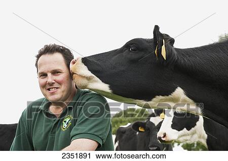 Livestock - A dairy producer in the field being nuzzled by one of his Holstein dairy cows / England, United Kingdom. View Large Photo Image Stock Image - Livestock - A dairy producer in the field being nuzzled by one of his Holstein dairy cows / England, United Kingdom.. Fotosearch