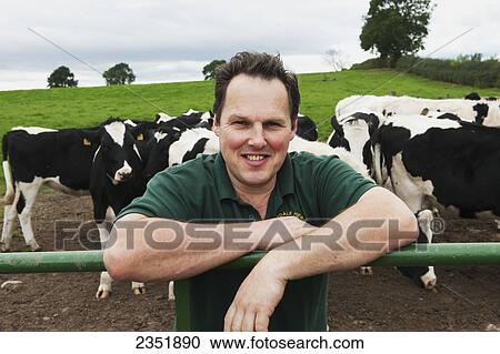 Stock Image - Livestock - A dairy producer poses leaning on a fence with his herd of Holstein dairy cows on a green pasture in the background / England, United Kingdom.. Fotosearch