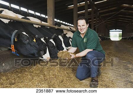 Livestock - A dairy producer poses with a handful of silage and with his herd of Holstein dairy cows in a freestall barn / England, United Kingdom. View Large Photo Image Stock Photo - Livestock - A dairy producer poses with a handful of silage and with his herd of Holstein dairy cows in a freestall barn / England, United Kingdom.. Fotosearch