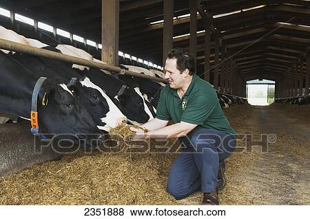 Stock Photo - Livestock - A dairy producer poses with a handful of silage and with his herd of Holstein dairy cows in a freestall barn / England, United Kingdom.. Fotosearch
