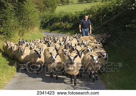 Stock Image - Livestock - A flock of Beulah Speckle Faced mules (crossbred) being moved along country lane by a shepherd / Wales, United Kingdom.. Fotosearch