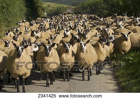 Stock Photography - Livestock - A flock of Beulah Speckle Faced mules (crossbred) being moved along country lane by a shepherd / Wales, United Kingdom.. Fotosearch