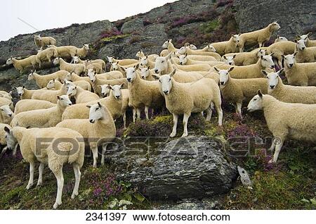 Livestock - A flock of Welsh mules (crossbred) on a heather covered moorland. Mules are a crossbred sheep, sired by Blue Faced Leicester rams and generally a hill bred ewe / Mid Wales, United Kingdom. View Large Photo Image Stock Photo - Livestock - A flock of Welsh mules (crossbred) on a heather covered moorland. Mules are a crossbred sheep, sired by Blue Faced Leicester rams and generally a hill bred ewe / Mid Wales, United Kingdom.. Fotosearch