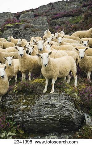 Stock Photo - Livestock - A flock of Welsh mules (crossbred) on a heather covered moorland. Mules are a crossbred sheep, sired by Blue Faced Leicester rams and generally a hill bred ewe / Mid Wales, United Kingdom.. Fotosearch