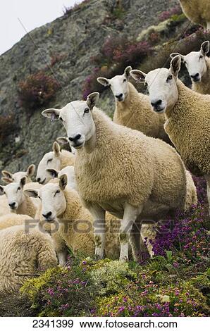 Livestock - A flock of Welsh mules (crossbred) on a heather covered moorland. Mules are a crossbred sheep, sired by Blue Faced Leicester rams and generally a hill bred ewe / Mid Wales, United Kingdom. View Large Photo Image Stock Photo - Livestock - A flock of Welsh mules (crossbred) on a heather covered moorland. Mules are a crossbred sheep, sired by Blue Faced Leicester rams and generally a hill bred ewe / Mid Wales, United Kingdom.. Fotosearch