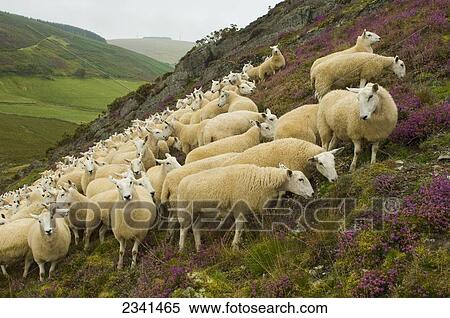 Stock Photography - Livestock - A flock of Welsh mules (crossbred) on a heather covered moorland. Mules are a crossbred sheep, sired by Blue Faced Leicester rams and generally a hill bred ewe / Mid Wales, United Kingdom.. Fotosearch