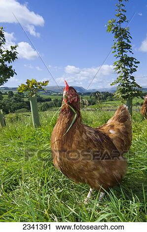 Stock Image - Livestock - A free range hybrid layer hen foraging for food in a woodland/grassland field / Lake District, England, United Kingdom.. Fotosearch