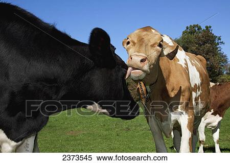 Stock Photography - Livestock - A Guernsey dairy cow grooms a Holstein dairy cow by licking her face / near Granby, Connecticut, USA.. Fotosearch