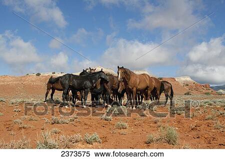 Stock Photography - Livestock - A herd of wild horses in red rock country / Wyoming, USA.. Fotosearch