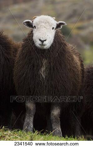 Stock Image - Livestock - A Herdwick wether (castrated male) lamb. Herdwick sheep are a very hardy breed which live in the mountains of the English Lake District / Wasdale, Cumbria, England, United Kingdom.. Fotosearch