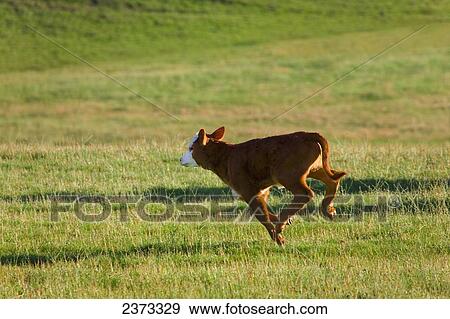 Stock Photo - Livestock - A Hereford beef calf running across a green pasture / Sacramento Valley, California, USA.. Fotosearch
