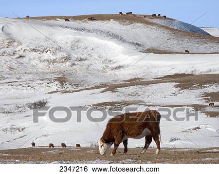 Stock Photograph - Livestock - A Hereford beef cow grazes on a snow covered native rangeland pasture in Winter / Alberta, Canada.. Fotosearch