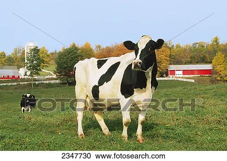 Stock Image - Livestock - A Holstein dairy cow on a green pasture with dairy buildings in the background / New York, USA.. Fotosearch