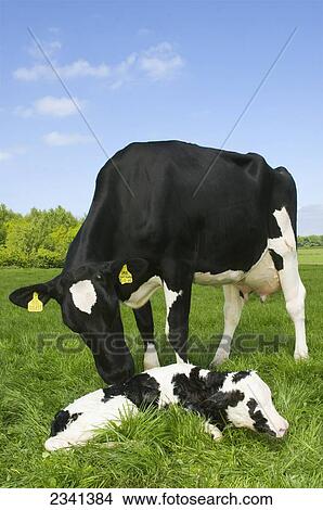 Picture - Livestock - A Holstein dairy cow with her newborn calf on a green pasture / Cumbria, England, United Kingdom.. Fotosearch