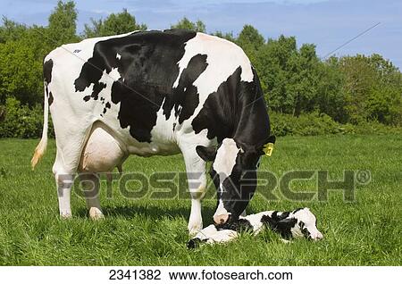 Livestock - A Holstein dairy cow with her newborn calf on a green pasture / Cumbria, England, United Kingdom. View Large Photo Image Stock Image - Livestock - A Holstein dairy cow with her newborn calf on a green pasture / Cumbria, England, United Kingdom.. Fotosearch
