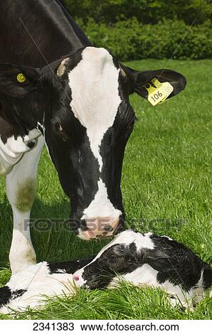 Stock Image - Livestock - A Holstein dairy cow with her newborn calf on a green pasture / Cumbria, England, United Kingdom.. Fotosearch