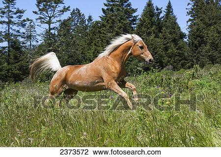 Stock Image - Livestock - A Palomino horse running through a meadow at the edge of a forest / near Fort Bragg, California, USA.. Fotosearch