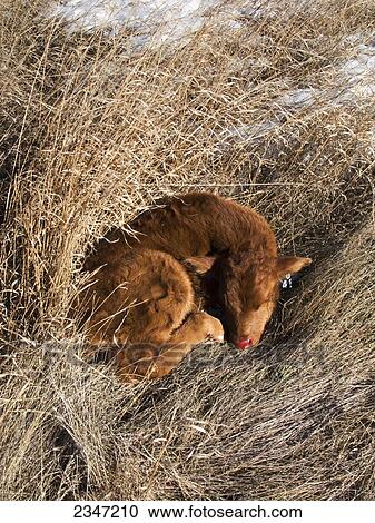 Stock Image - Livestock - A recently born Red Angus beef calf lies curled up in tall native grass in Winter / Alberta, Canada.. Fotosearch