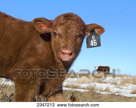 Stock Image - Livestock - A recently born Red Angus beef calf on a native grass rangeland pasture in Winter with a Hereford cow in the distance / Alberta, Canada.. Fotosearch